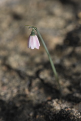 Acis rosea, photograph (c) jpmilcent, some rights reserved (CC BY-SA)