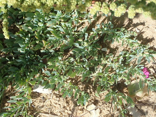 alkali heliotrope