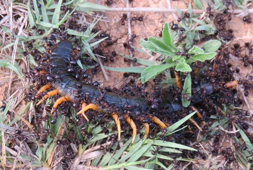 Ethmostigmus trigonopodus