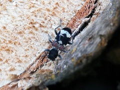 Clerus mutillarius