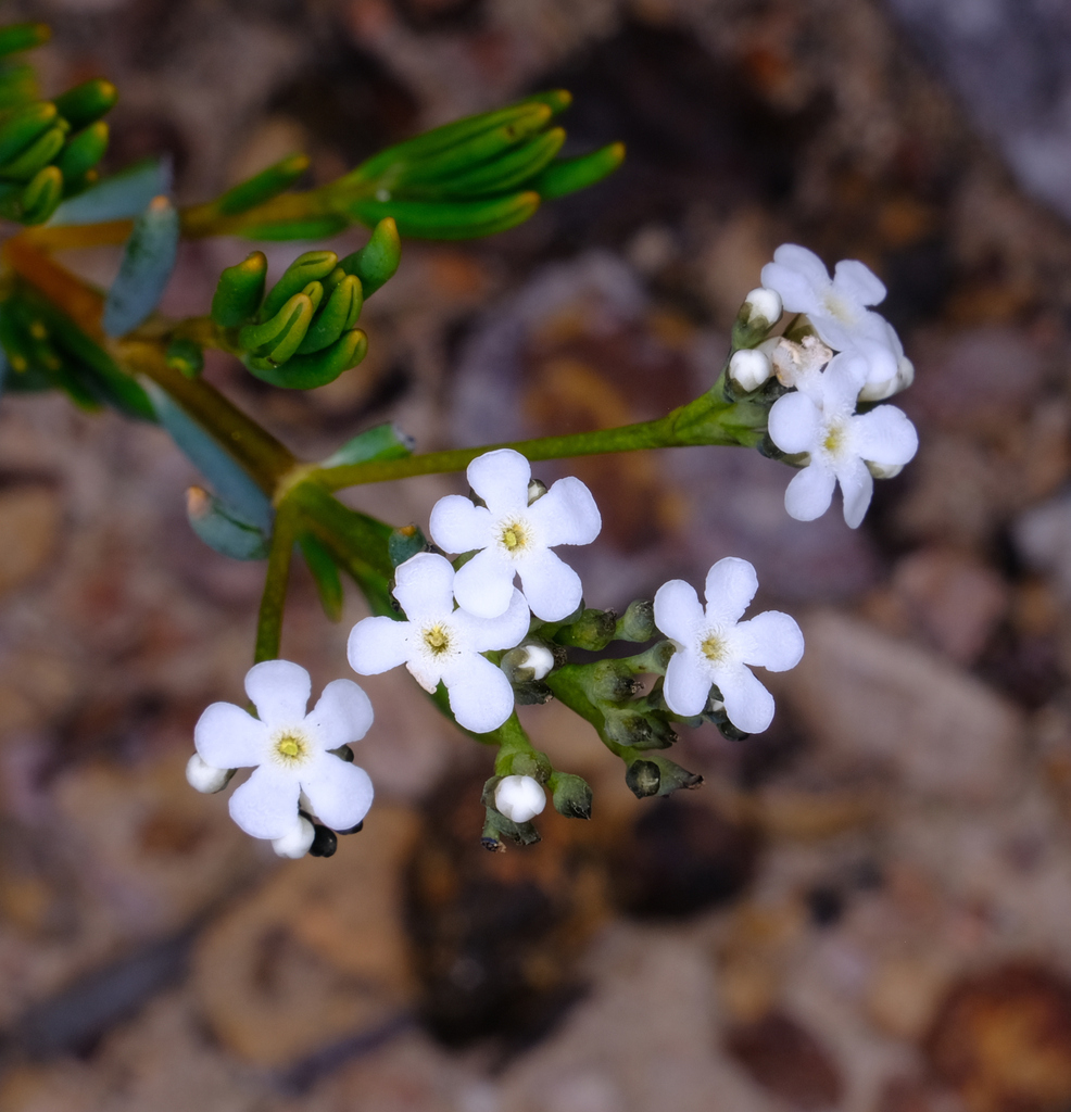 Logania stenophylla