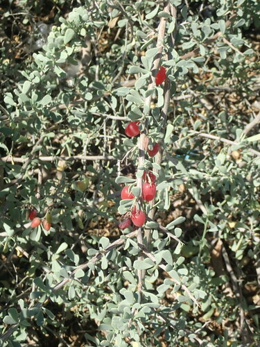 salt tree