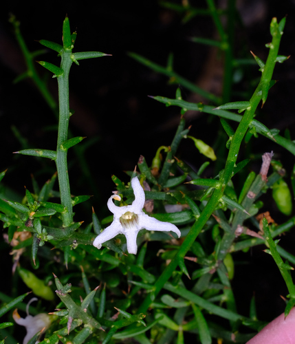Anthocercis genistoides (Anthocercis genistoides)