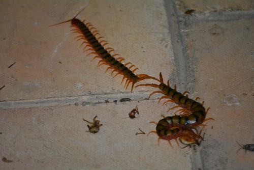 Scolopendra morsitans