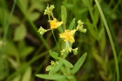 Hypericum adpressum