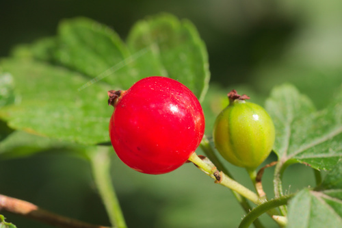 Kalninis serbentas nuotrauka