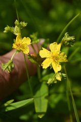 Hypericum adpressum