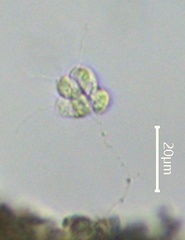 Anthophysa
