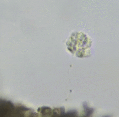Anthophysa