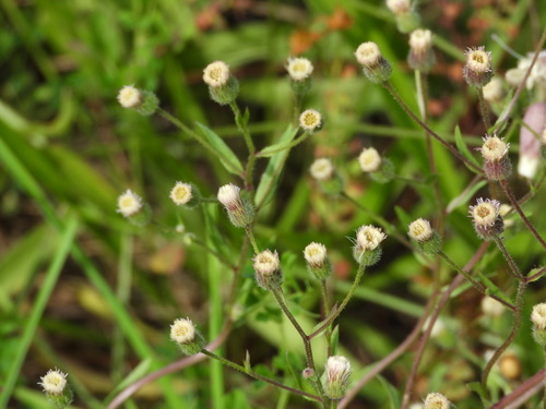 Karčioji Šiušelė