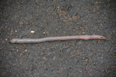 Tritogenia