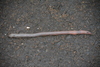 Common Stumpy Earthworms - Photo no rights reserved, uploaded by Simon Tonge