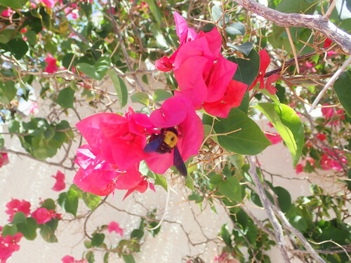 Pubescent Carpenter Bee