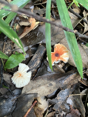 Leucoagaricus rubrotinctus