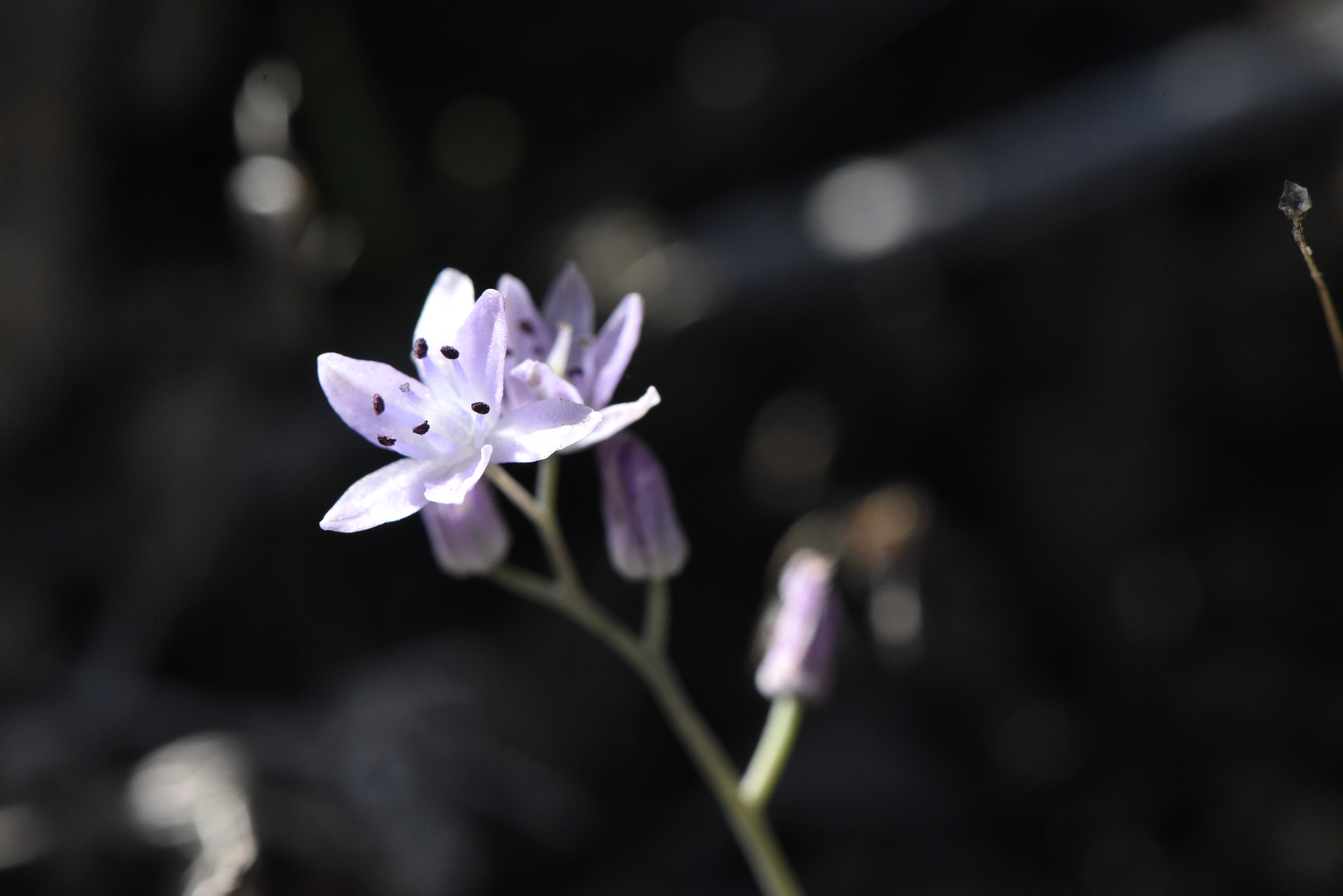 Prospero corsicum
