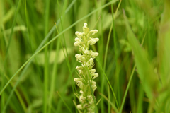 Platanthera flava herbiola