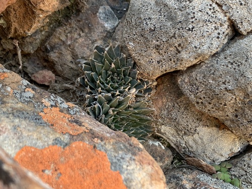 Haworthia marumiana