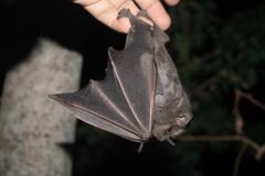 Artibeus lituratus koopmani