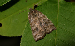 Ipimorpha retusa