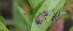 Pyrrhocoris sibiricus