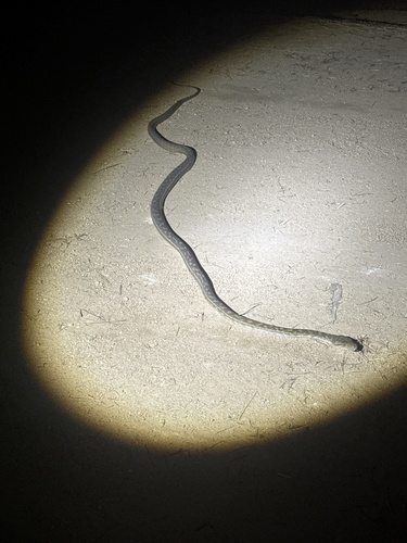 Australian Scrub Python sighting