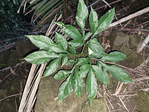 Image of Amorphophallus henryi by (c) vrxz, some rights reserved (CC BY-SA)