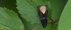 Drabescus conspicuus