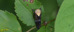 Drabescus conspicuus