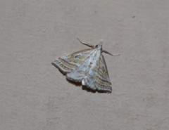 Leptosteges parthenialis