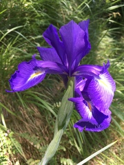 Iris latifolia
