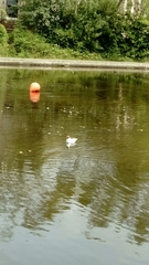 Chroicocephalus ridibundus