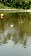 Chroicocephalus ridibundus