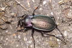 Carabus steuartii