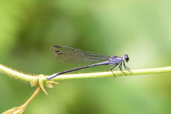 Bayadera brevicauda
