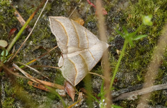 Colobochyla salicalis