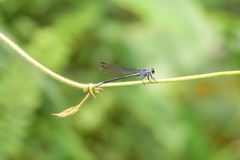 Bayadera brevicauda