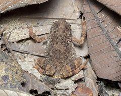 Ingerophrynus parvus