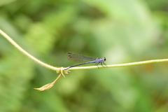 Bayadera brevicauda