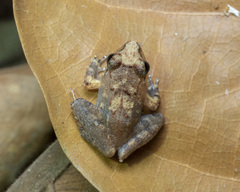 Limnonectes hascheanus