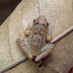 Limnonectes hascheanus