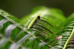 Psolodesmus mandarinus dorothea