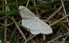 Scopula floslactata