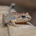 Hill Forest Frog - Photo (c) msone, some rights reserved (CC BY-NC-ND), uploaded by msone