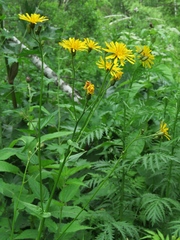 Crepis lyrata