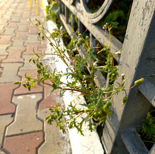 common groundsel