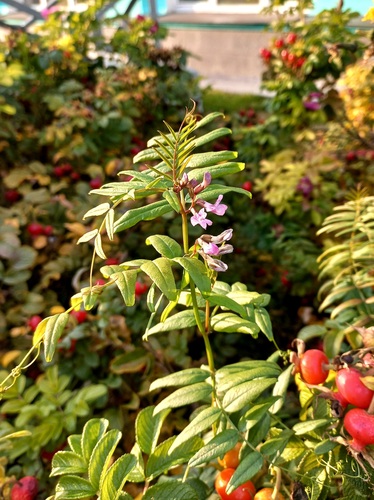 Bush Vetch