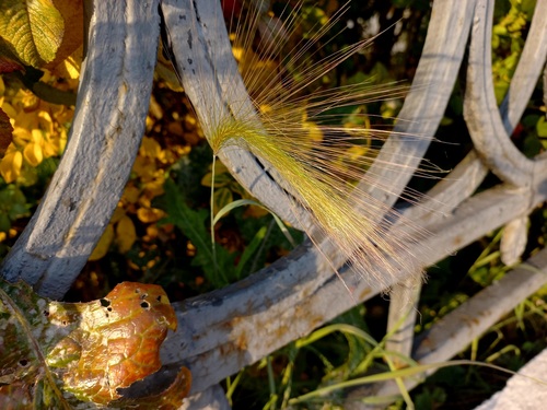 Foxtail Barley