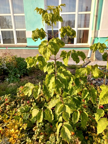box elder