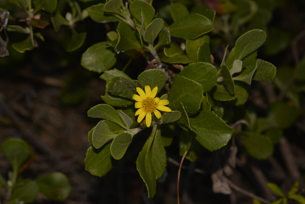 Bitou Flower Bietou from Bundagen NSW 2454, Australia on September 23, 2024 at 05:30 ...