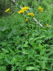 Crepis lyrata
